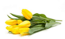 a bouquet of yellow tulips with green leaves on a white background