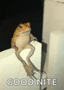 a frog is sitting on a ledge and says good nite