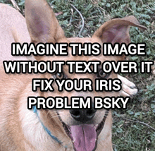 a picture of a dog with the text imagine this image without text over it fix your iris problem bsky