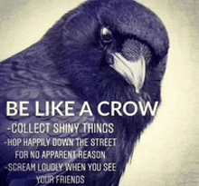 a picture of a crow with a quote below it