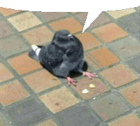 a pigeon laying on the ground with a speech bubble behind it