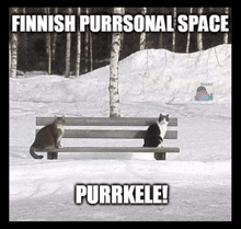 two cats are sitting on a bench in the snow and the caption says finnish purrsonal space purrkele