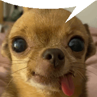 a close up of a chihuahua with a speech bubble above its head