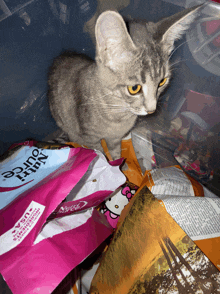 a cat is sitting on top of a pile of cat food that says nutrisource