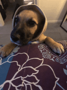 a puppy wearing a sweater on its head is laying on a purple blanket