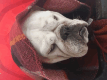 a dog is wrapped in a red plaid blanket with its eyes closed