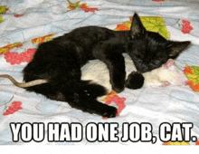 a black cat laying on top of a white cat with the words " you had one job cat " below it