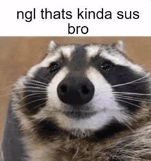 a picture of a raccoon with the words ngl thats kinda sus bro below it