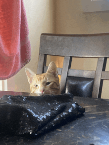 a cat laying on a table with a pink towel hanging on the wall behind it