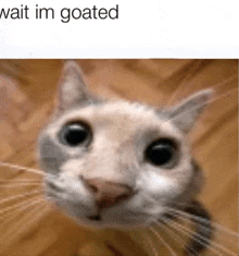 a close up of a cat 's face with the caption " wait im goated "