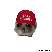 a cat wearing a red hat that says cult member