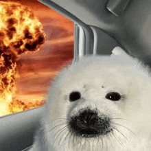 a seal is sitting in a car in front of a window with a fire explosion in the background .