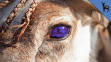 a close up of a deer 's eye with a deer in the background