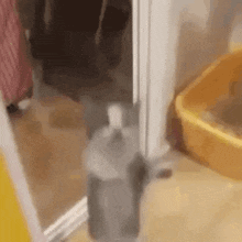 a cat is walking through a doorway next to a litter box .