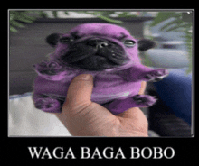 a person is holding a purple pug puppy with the words waga baga bobo below it