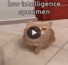 a cat is sitting on a tiled floor with the words `` low intelligence specimen '' written above it .