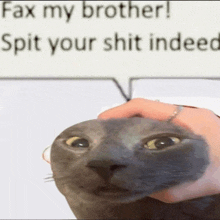 a cat is being held in someone 's hand with the words fax my brother spit your shit indeed behind it