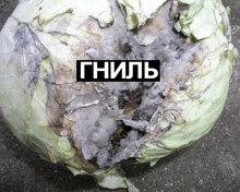 a close up of a cabbage with the word ghnilb written in black