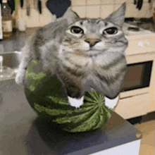 a cat is sitting on top of a watermelon on a counter in a kitchen .