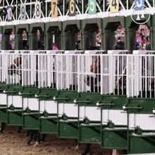 a row of horses are lined up in a fenced in area with the numbers 10 9 8 7 6 5 4 and 3 visible