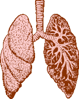 a drawing of a person 's lungs with a few holes in them