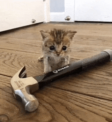 a kitten sitting next to a kobalt hammer on a wooden floor