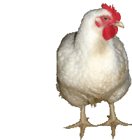 a white chicken with a red comb standing on its hind legs