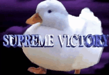 a white duck is standing in front of a sign that says supreme victory