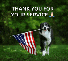 a black and white dog holding an american flag with the words thank you for your service above it