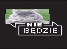 a picture of a chinchilla with a speech bubble that says " nie bedzie "