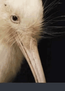 a close up of a bird 's face with a long beak against a black background