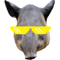 a close up of a pig wearing sunglasses with yellow squares on them