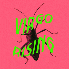 a pink background with a bug and the words virgo rising in green