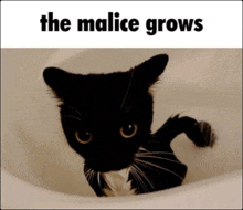 a black cat with the words the malice grows below it