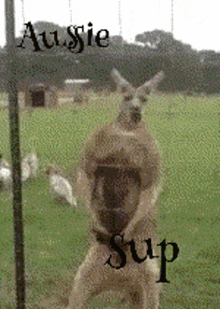 a kangaroo standing in a grassy field with the words aussie sup written on the bottom