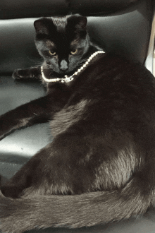 a black cat wearing a white pearl necklace