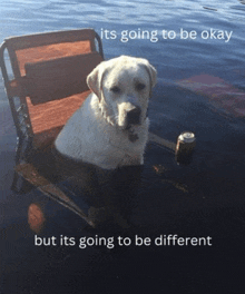 a dog is sitting in a chair in the water with a can of soda next to it