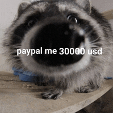 a raccoon with the words paypal me 30000 usd written on it