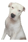 a white dog is sitting down and looking at the camera .