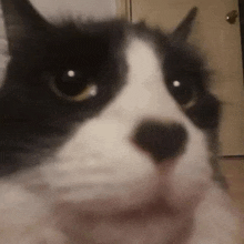 a close up of a black and white cat 's face with a black nose .