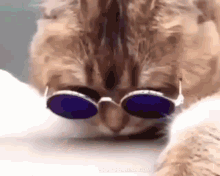 a close up of a cat wearing round sunglasses .