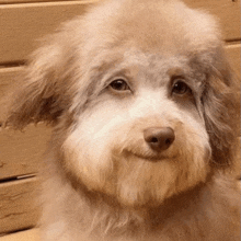 a close up of a dog 's face with a wooden wall in the background