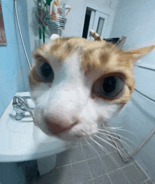 a close up of a cat 's face next to a sink