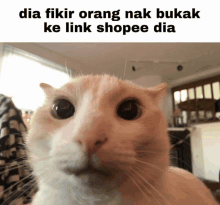 a close up of a cat with the words dia fikir orang nak bukak ke link shopee dia