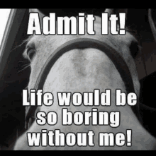 a horse with a caption that says admit it life would be so boring without me !