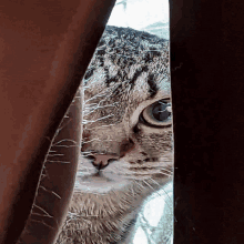 a close up of a cat 's face looking through a window