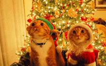 two cats wearing elf hats and santa outfits are sitting in front of a decorated christmas tree