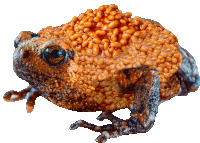 a frog with beans on it 's back and a white background