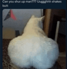 a picture of a cat 's butt with the caption can you shur up man ? uugghhhh shakes butt