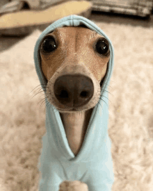 a small dog wearing a blue hoodie is looking at the camera